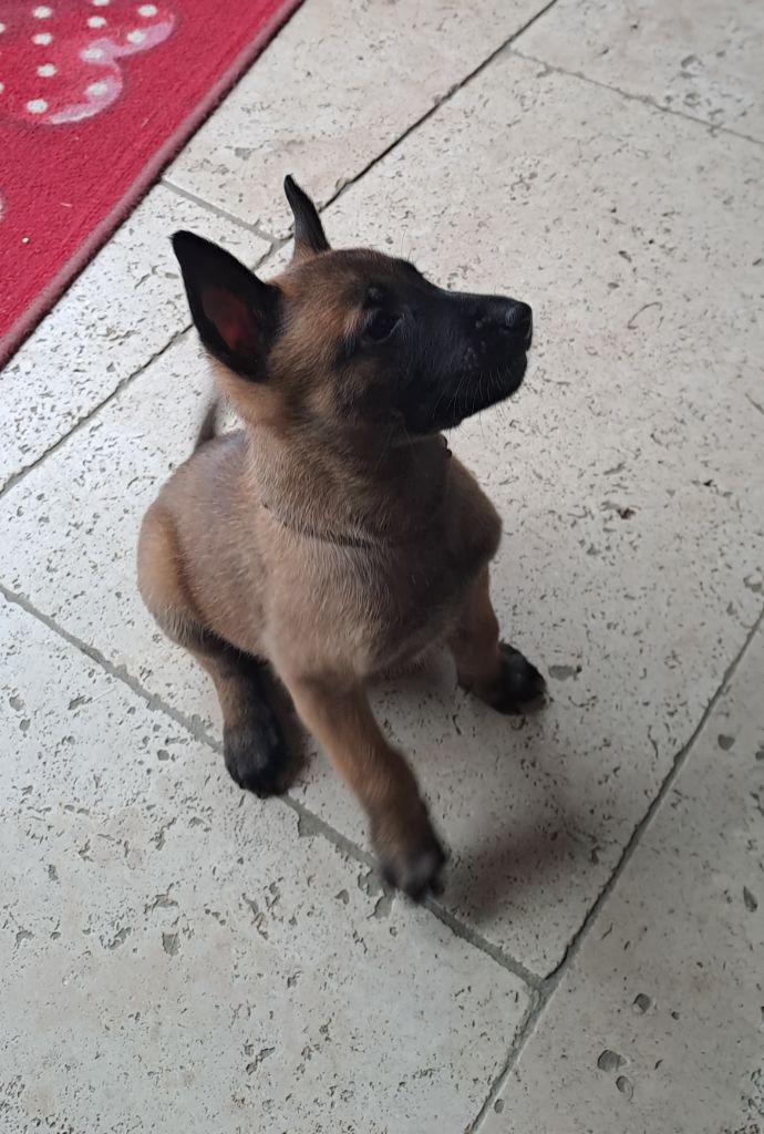 Du Domaine Des Cinq Vouges - Chiot disponible  - Berger Belge