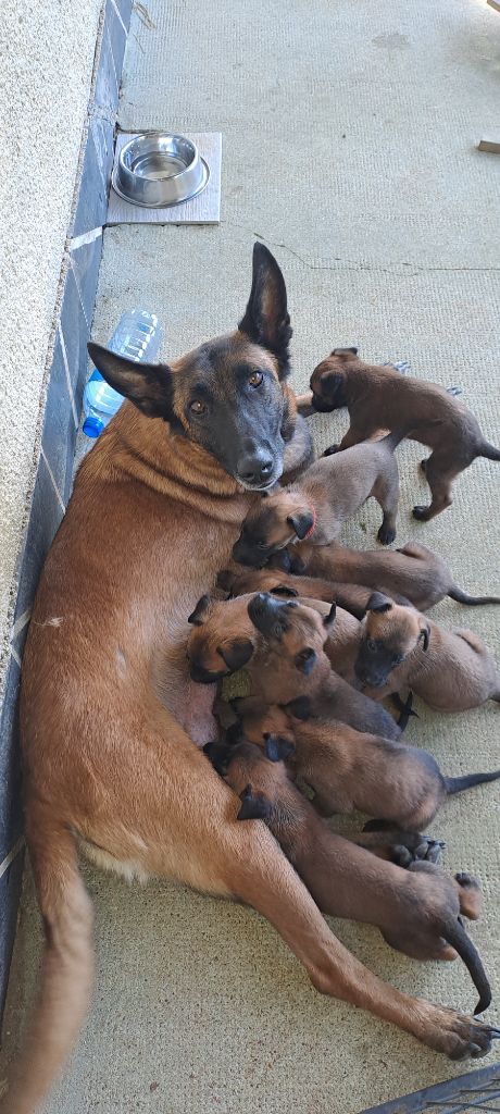 chiot Berger Belge Du Domaine Des Cinq Vouges