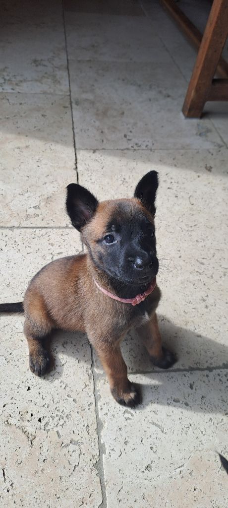 Du Domaine Des Cinq Vouges - Chiot disponible  - Berger Belge