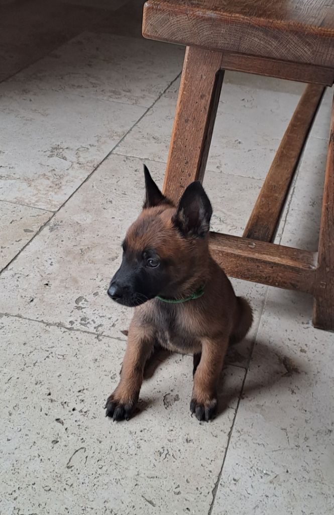 Du Domaine Des Cinq Vouges - Chiot disponible  - Berger Belge