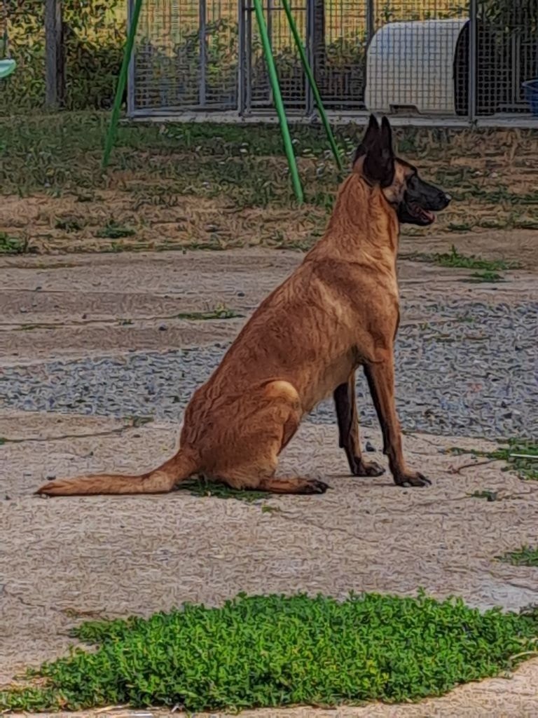 Pink Du Domaine Des Cinq Vouges